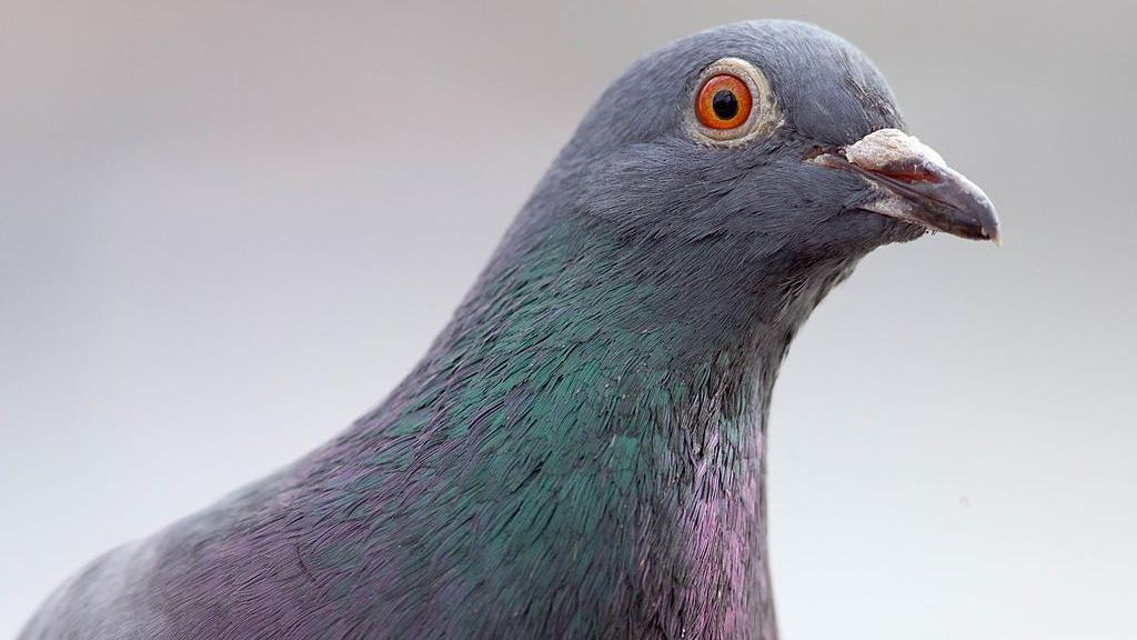 Close-up image of a pigeon