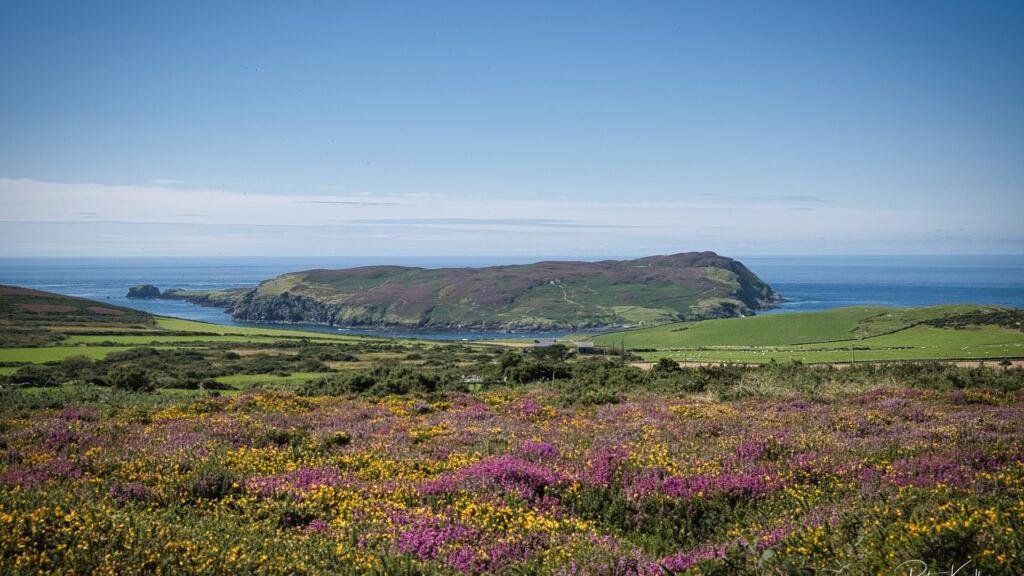 The Calf of Man a small hilly island with fields from the south of the Isle of Man in the foreground.