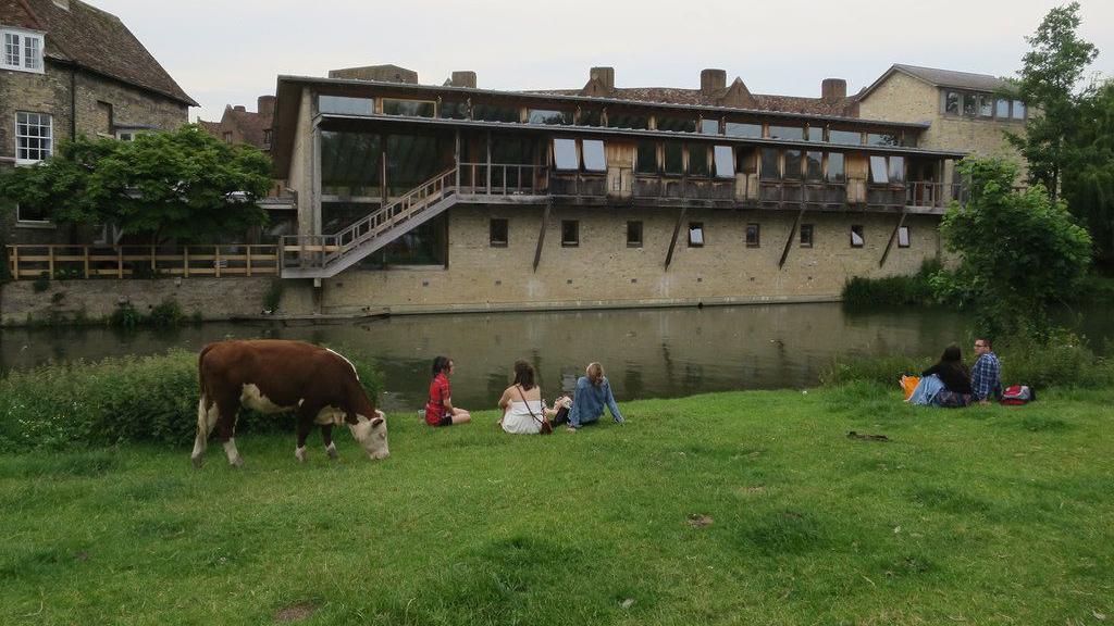 A brown and white cow is eating some grass beside the river, and five people are sitting on the riverbank.