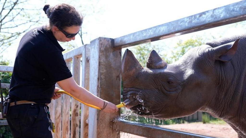 A woman sprays a hose on a Rhino, which is standing close to the bars of the enclosure near the hose