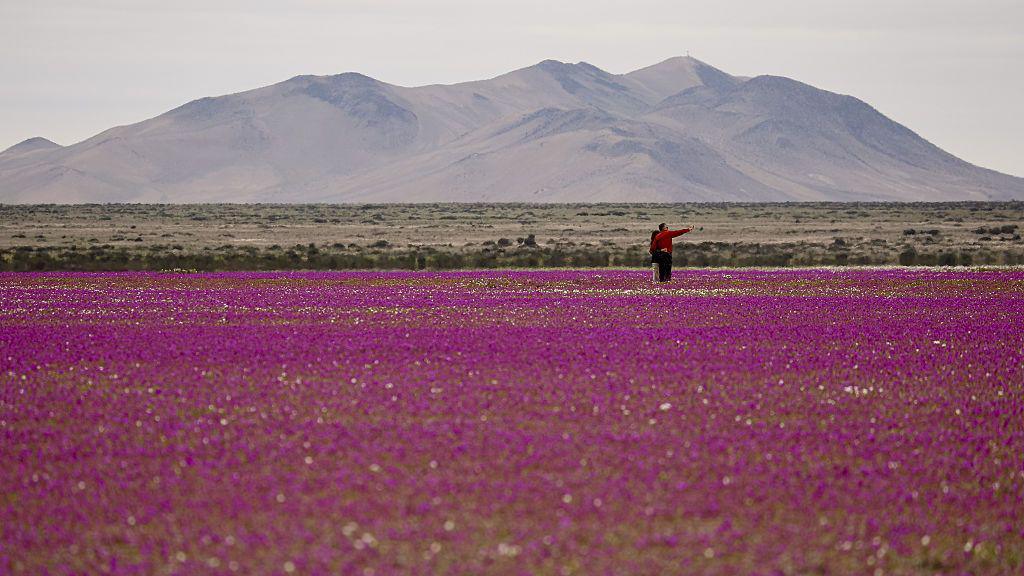 Pink flowers can be seen on the ground with mountains in the background. Two people are standing among them taking a photo