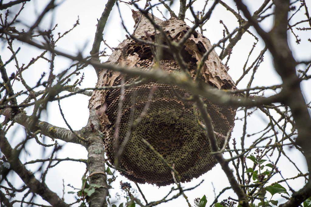 Yellow-legged hornet's nest