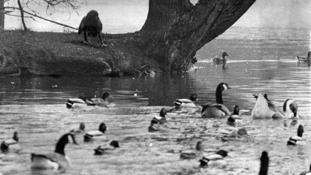 Goldie the eagle looking at a pond full of ducks