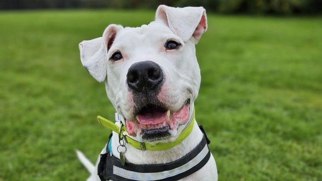 A white dog sits on grass. It wears a harness and neon yellow collar with a tag. The dog's mouth is slightly open, showing its pink tongue and bottom teeth. Its ears flop just above its eyes.