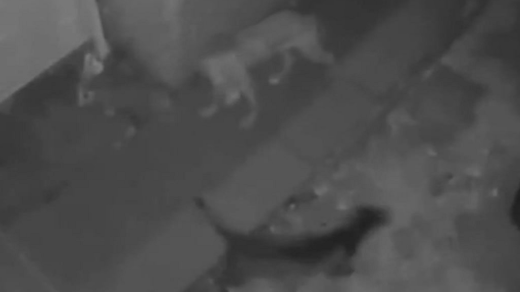 A black and white grainy CCTV image of two dogs outside of a house