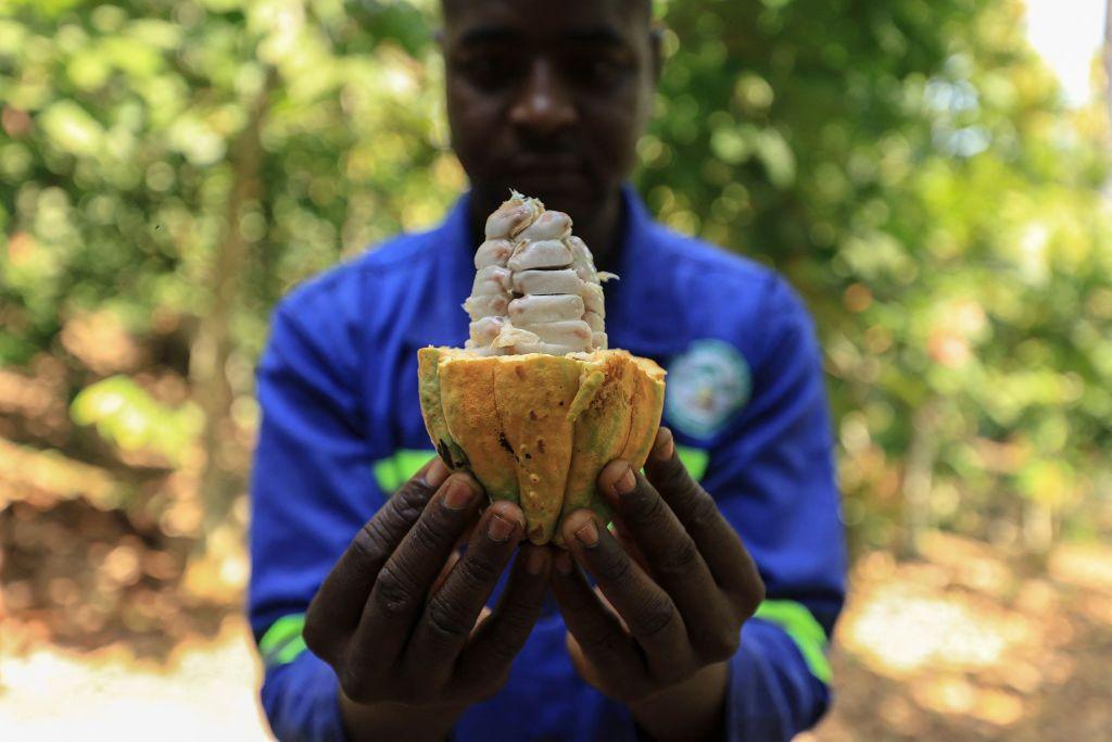 A man shows an open cocoa pod the farm in Ebebda.