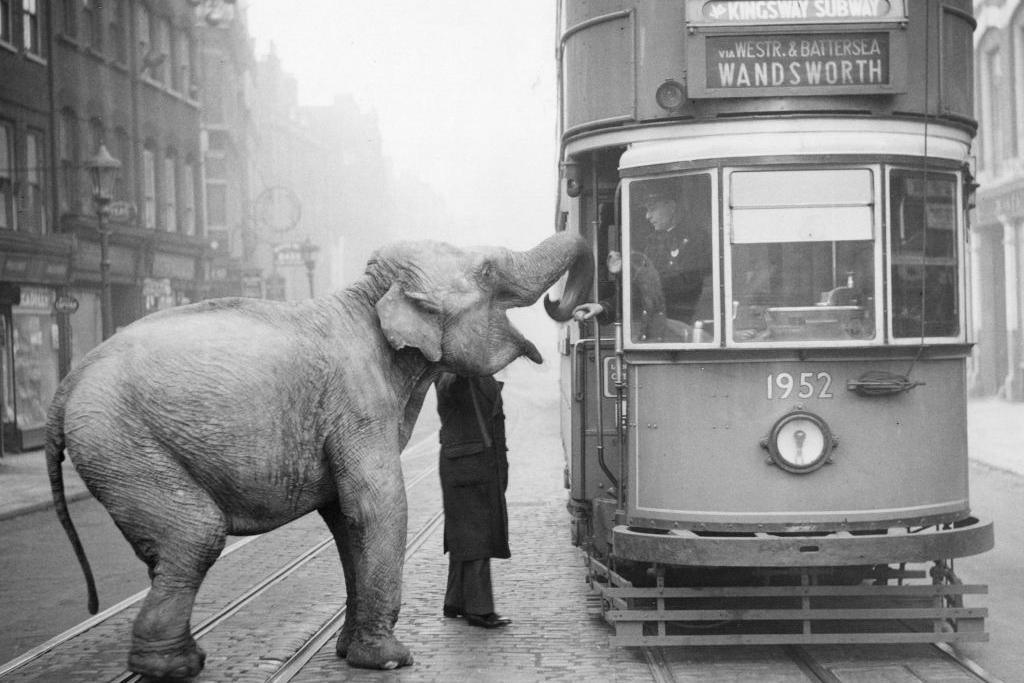 Black and white archive photo taken in 1936. A tram is on the right of the picture and an elephant with its trunk outstretched is on the left. The tram driver is giving the elephant an apple.