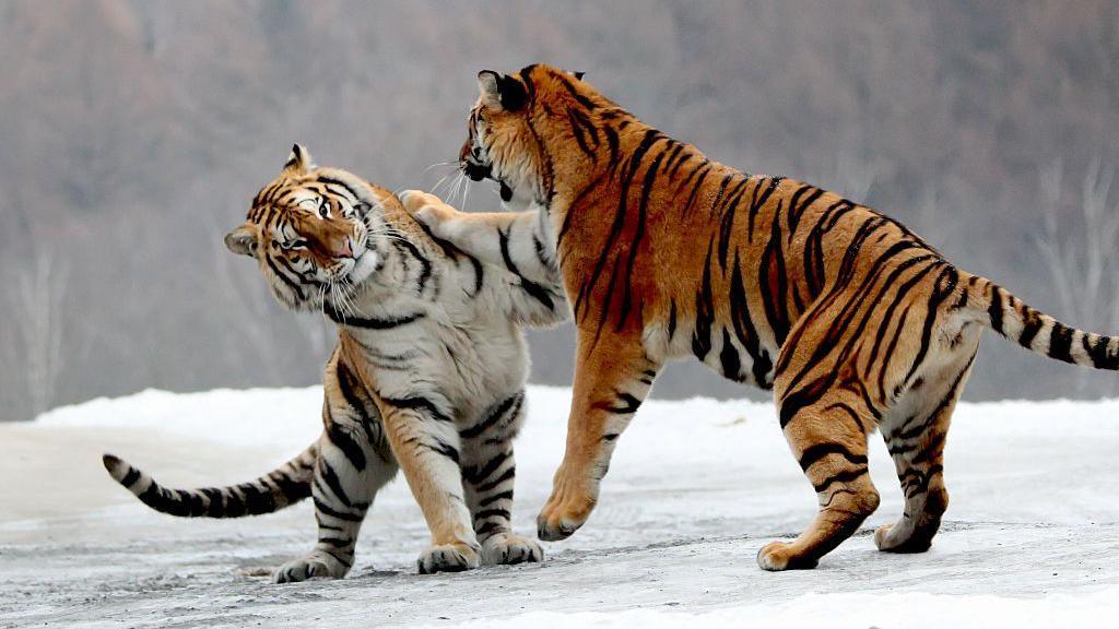 Two Siberian tigers play flighting in the snow in China