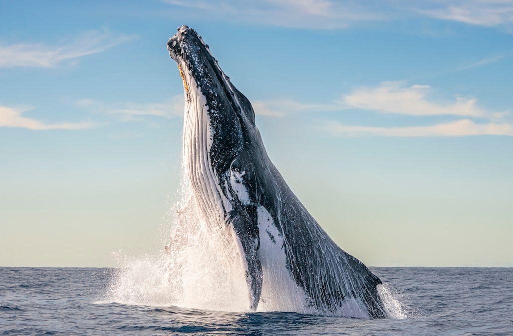 Whale breaching the water