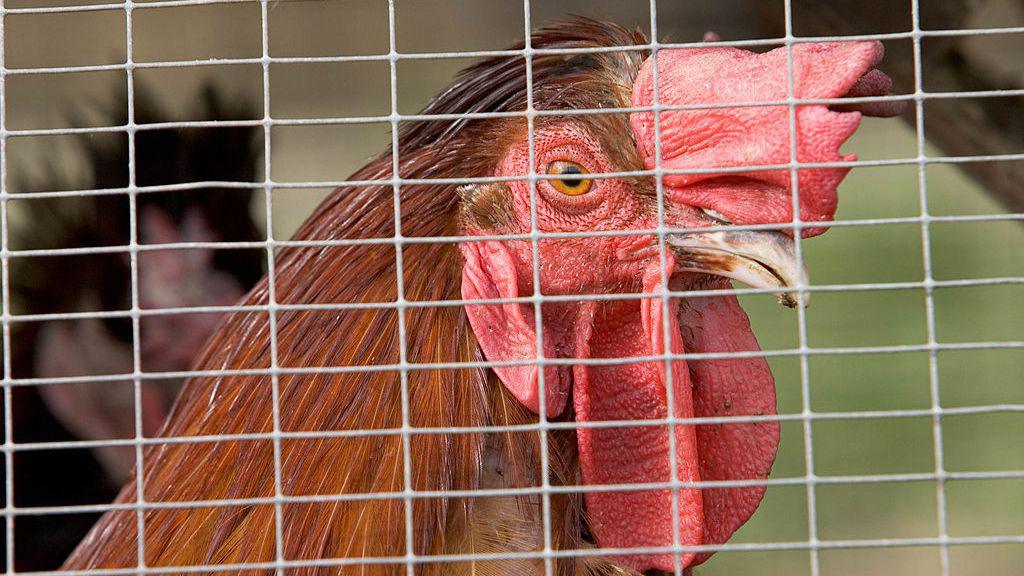 A brown hen looks through a cage.