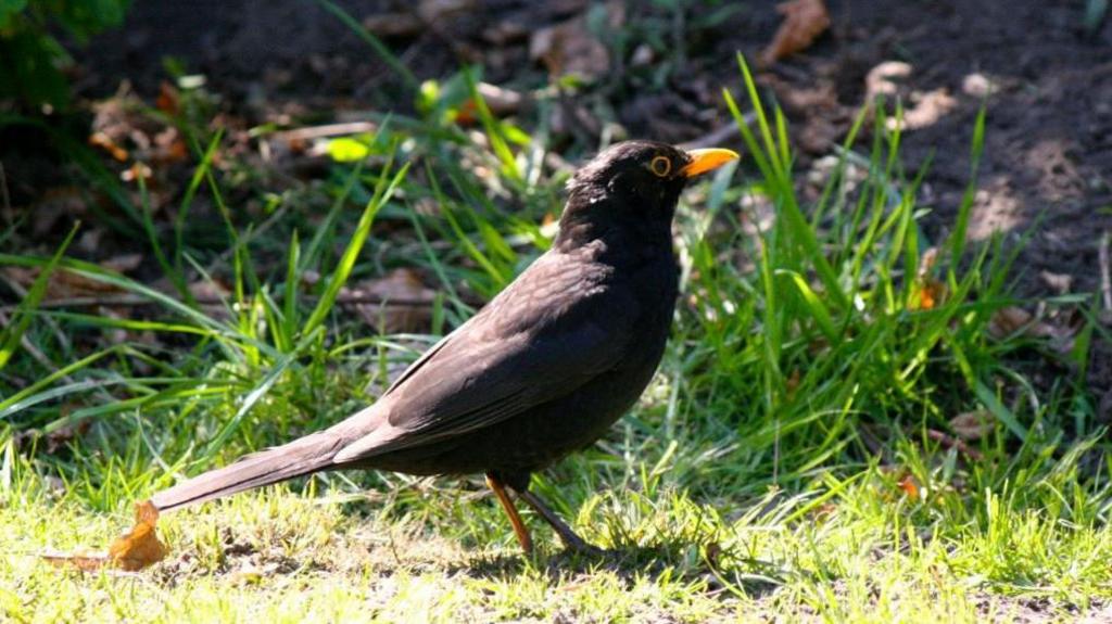 A blackbird stands on a patch of lawn on a sunny day.