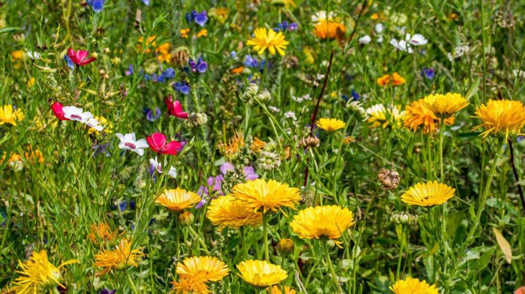 wildflower field