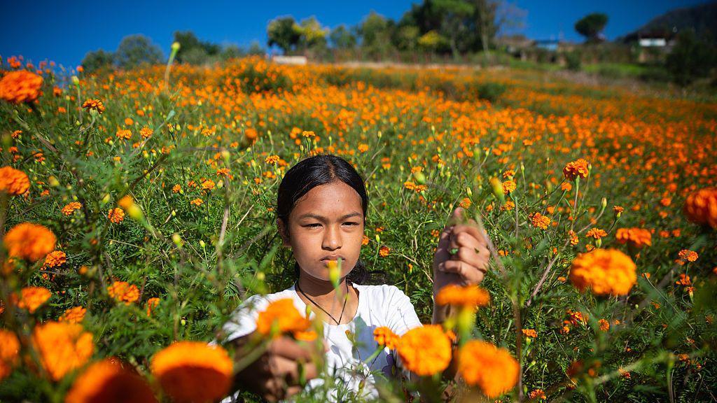 A girl picking marigolds in Nepal.