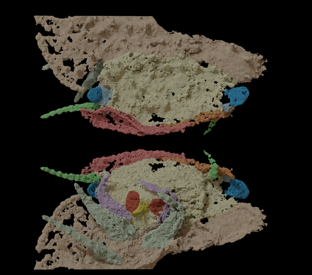 Two Arthropleura heads