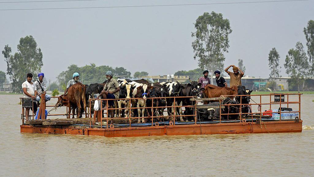 Local men rescue their cattle using a barge through the flooded waters of the Beas river at Baoopur village in the Kapurthala district of India's Punjab state on August 29, 2025. (Photo by Shammi MEHRA / AFP) (Photo by SHAMMI MEHRA/AFP via Getty Images)