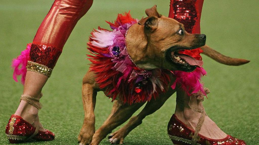 A dog is wearing a red and pink tutu while running on a green pitch. The dog's eyes are wide open and his tongue is sticking out of his mouth. The owner is standing above the dog and is wearing red sparkly leggings and sparkly red shoes.