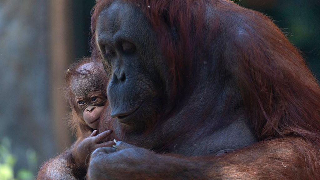 Newborn Bornean orangutan hugs their mum.
