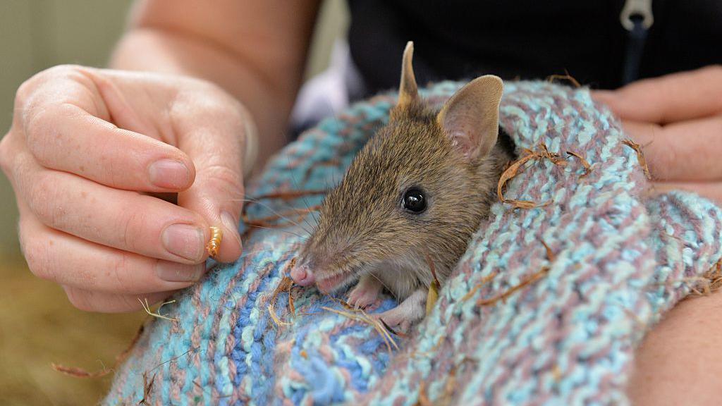 Eastern barred bandicoot