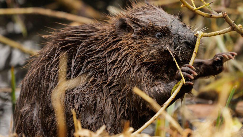Beaver eating branches.