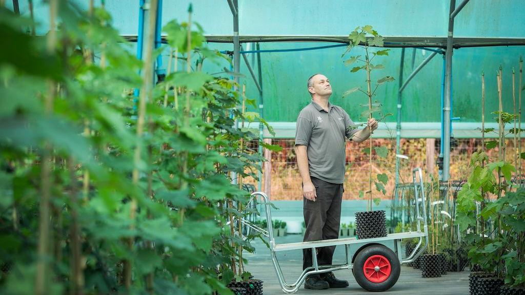 A man looking up at a sapling in a greenhouse with lots of small trees.