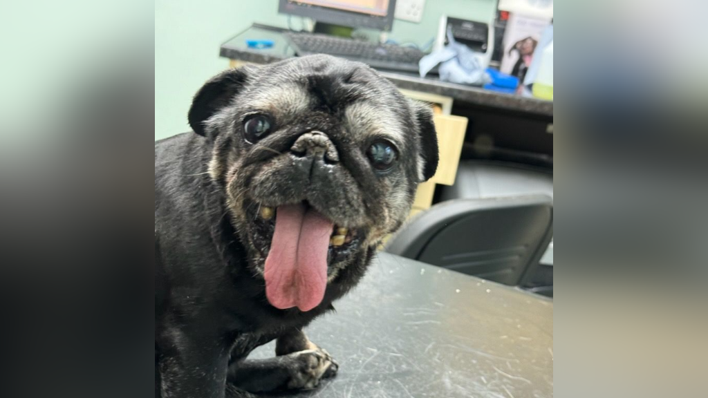 A black pug dog with a grey muzzle and eyebrows.