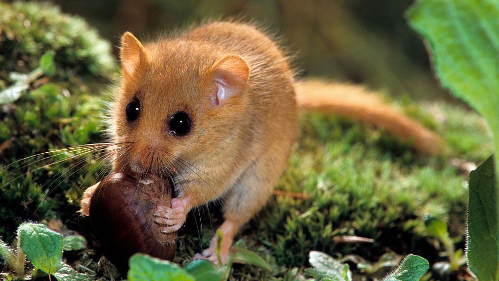 Dormouse eats nut