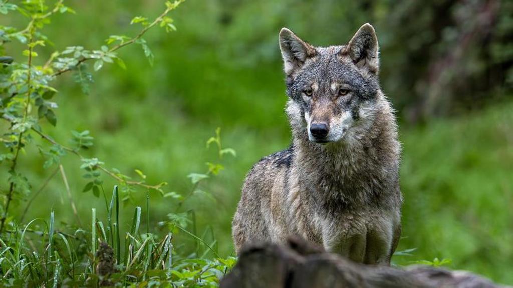 Wolf Attack in Hamburg: A Wake-Up Call for Human-Wildlife Coexistence