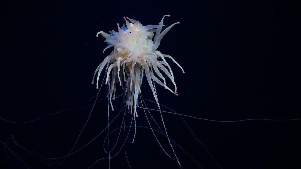 A Bathyphysa conifera, commonly known as a flying spaghetti monster