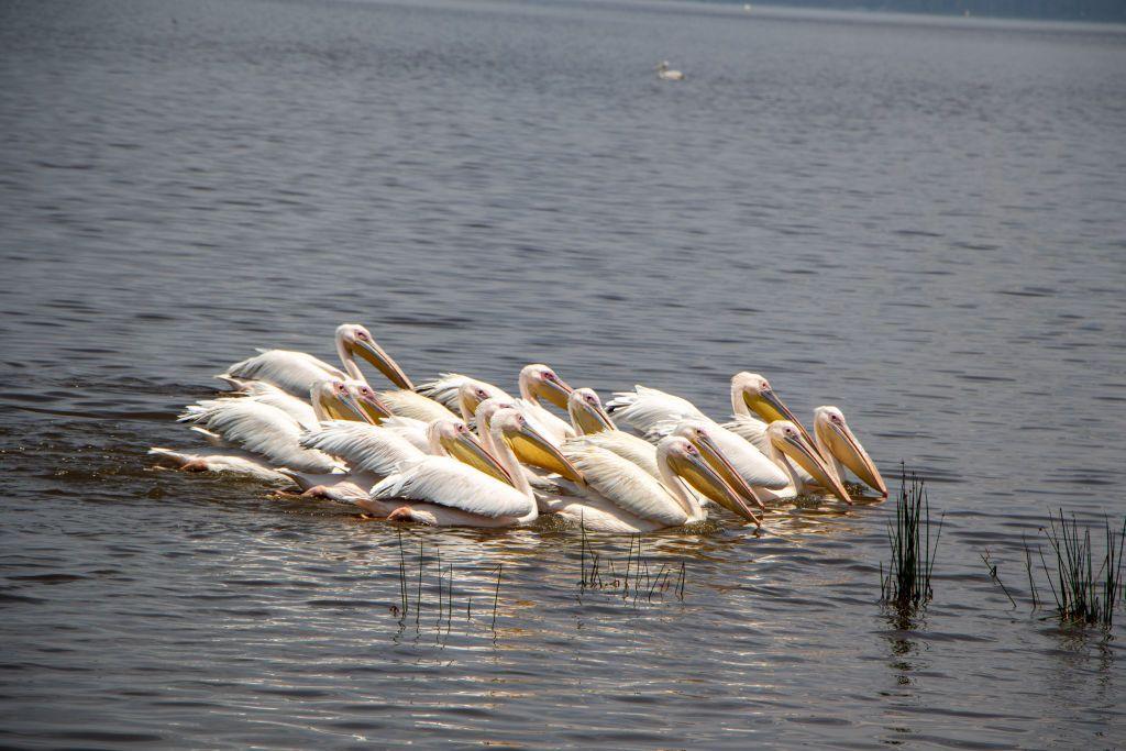 A group of Pelicans at Lake Nakuru National Park - Saturday 28 September 2024