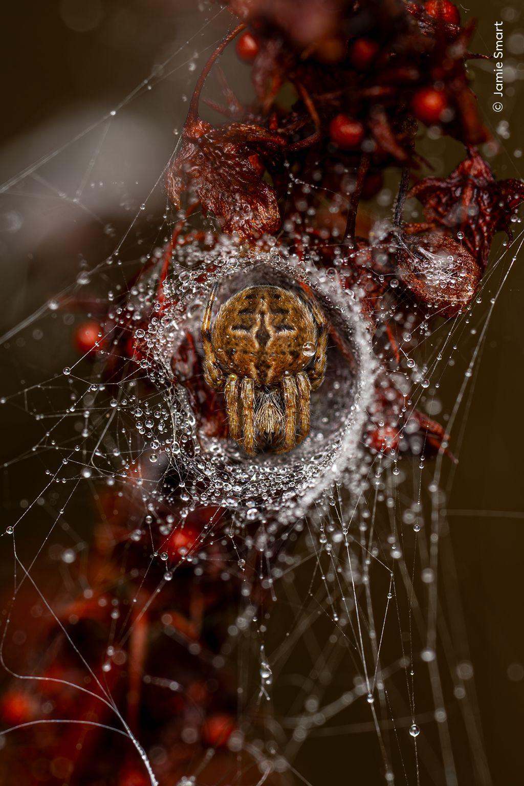 An orb weaver spider inside its web.