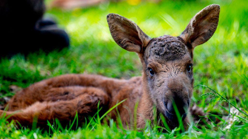 Newborn Elk