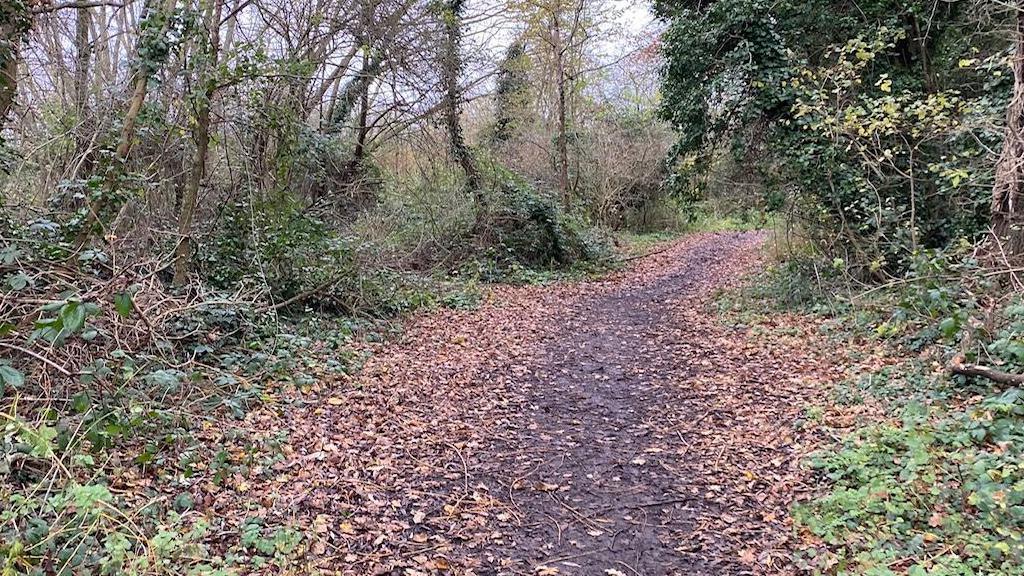 Part of the walking trail to Esher High School featuring woodland; either side of a quite muddy walking path are fallen leaves and trees with green leaves. 