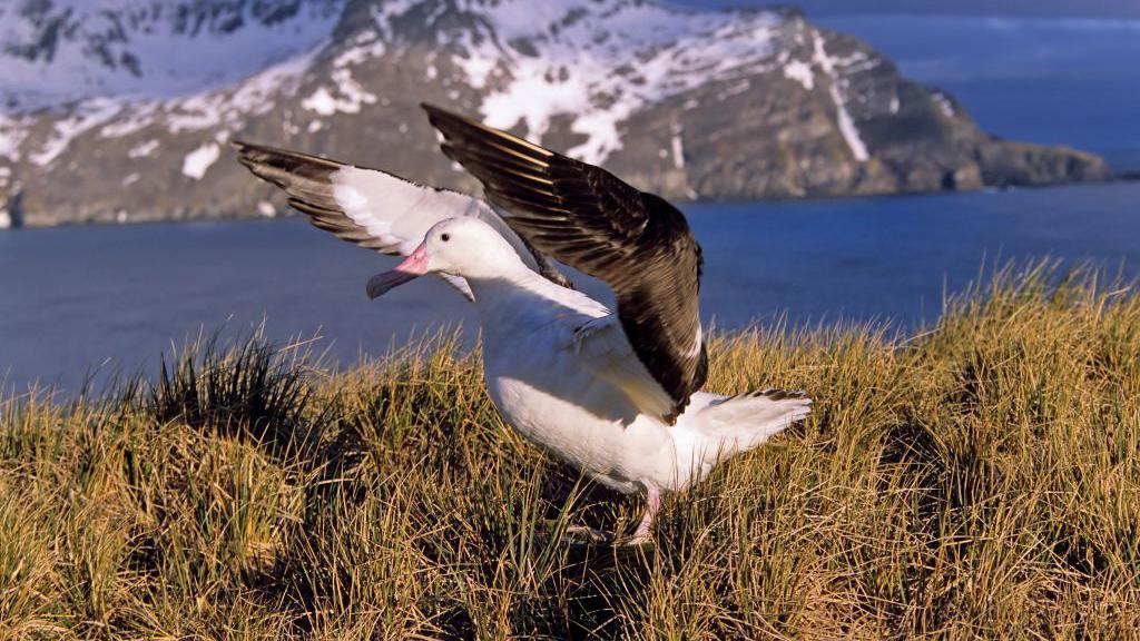 An albatross with wings lifted