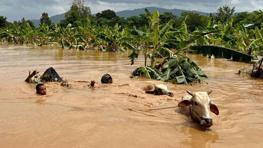 Two men guide cattle through high flowing flood waters in Sin Thay village in Pyinmana, in Myanmar's Naypyidaw region, on September 13, 2024.