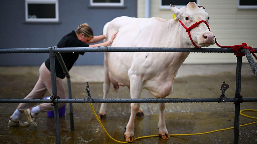 A woman is pushing against a white cow which is tied to a metal fence. The woman is wearing a black top and beige-coloured jogging bottoms. She has blonde hair which is tied back. The cow looks like it is not going to move. There is a building behind the woman and the cow.