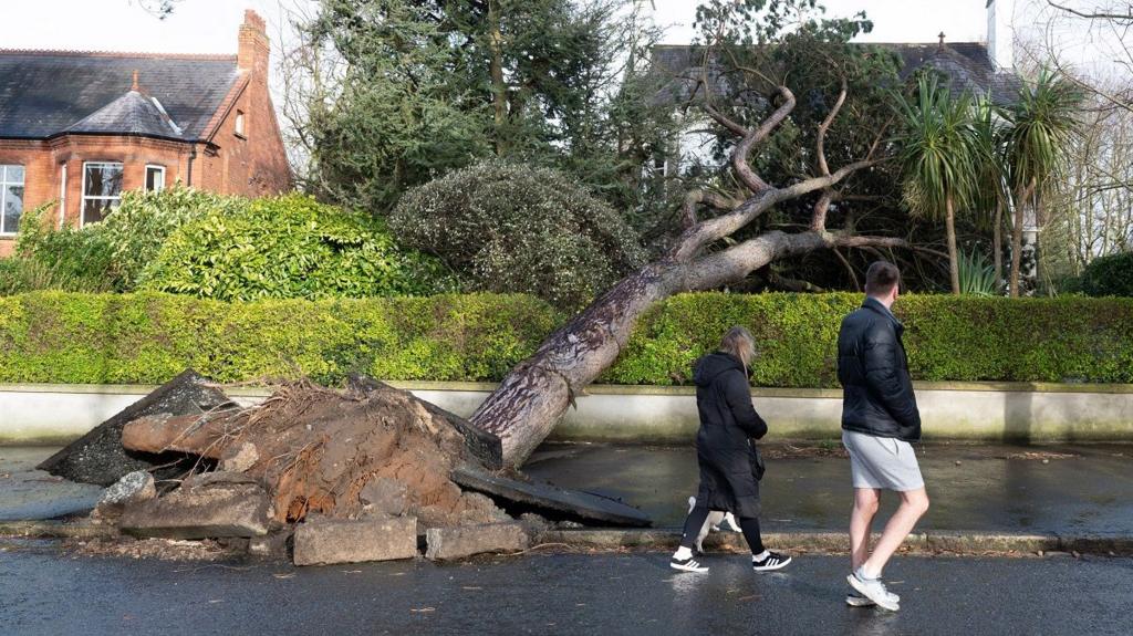 People walk past a tree which has blown over in Belfast