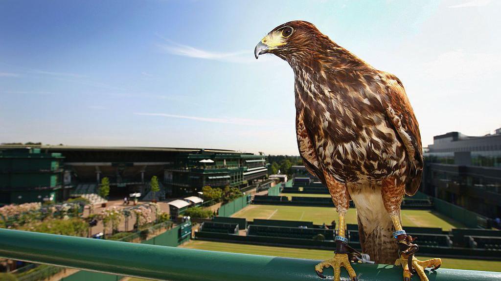 Rufus the hawk looking out over Wimbledon.