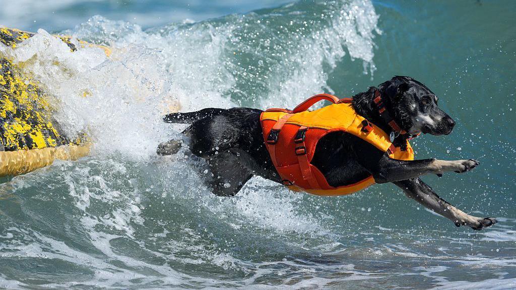 Dog jumping off a surf board.