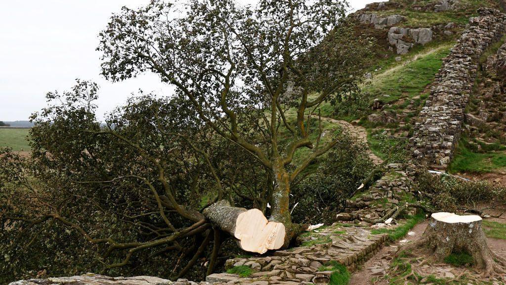 Sycamore gap tree after it was felled