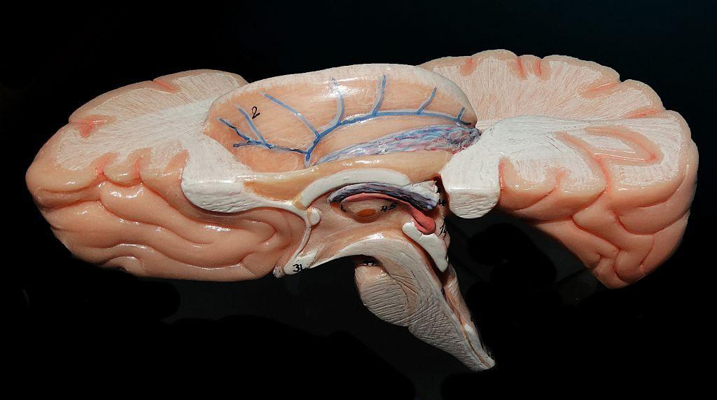 The human brain map. Today we know that different areas of the brain have different roles . Your senses for example each have their own areas. 2014 (Photo by: Universal History Archive/Universal Images Group via Getty Images)