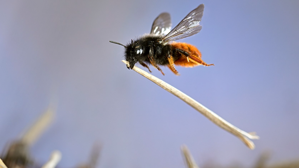 Insect in flight