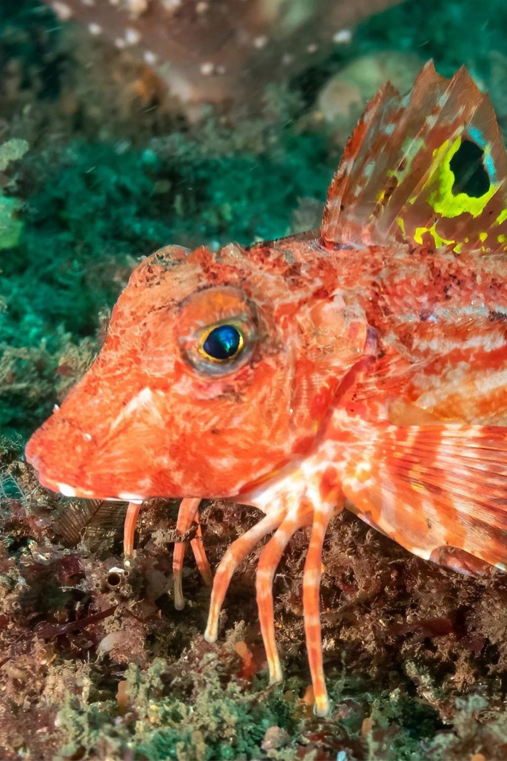 Sea robin using its legs on the sea floor