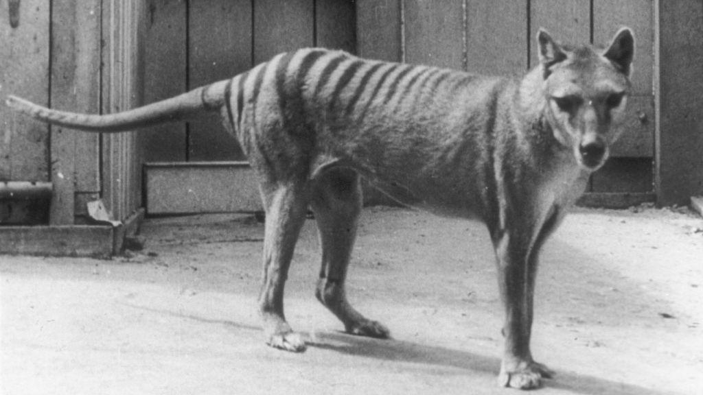 a tasmanian tiger in a zoo