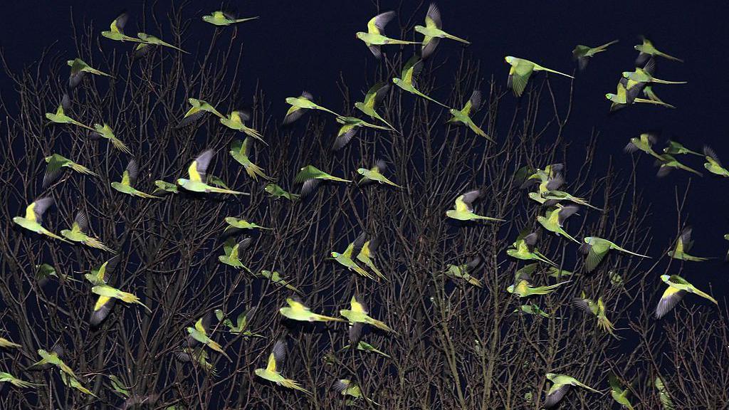 Scores of parakeets fly past a tree at night.