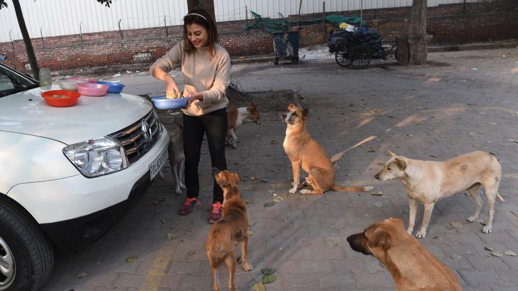 India resident Tina Oshan prepares to feed street dogs in a parking area in New Delhi on December 27, 2017. Tina feeds the pack of stray dogs every day before starting work