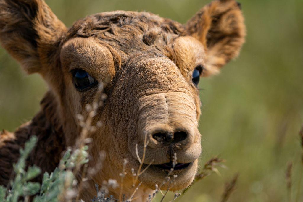 a newborn Saiga antelope in Kazakhstan