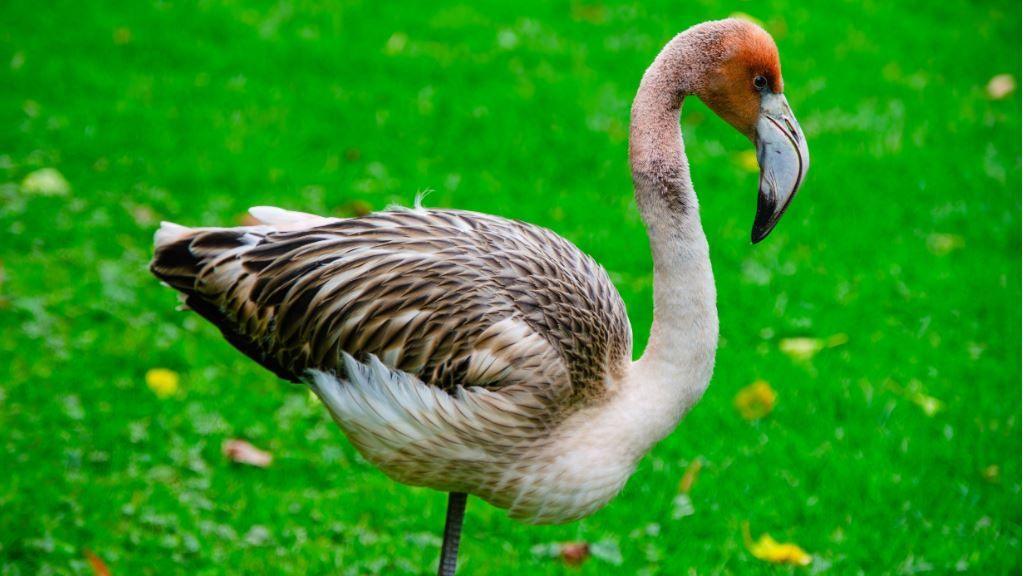 Frankie the flamingo.