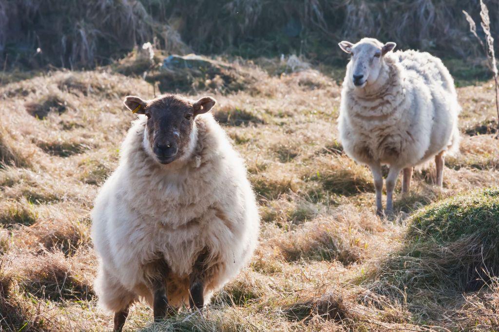 Sheep Farmers Say Wool Prices Making A Comeback BBC News