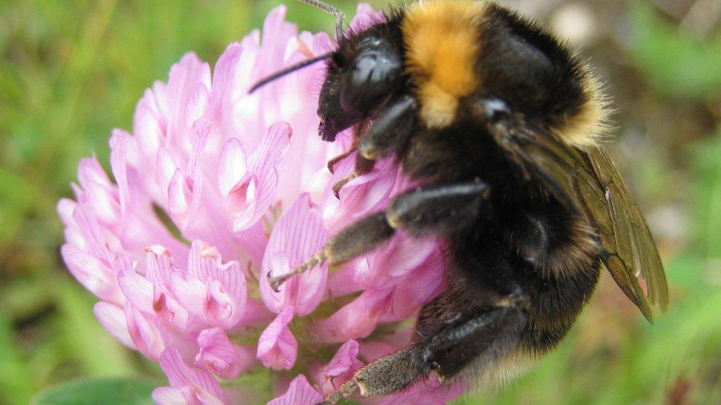 Short-haired bumblebee (Nikki Gammans)