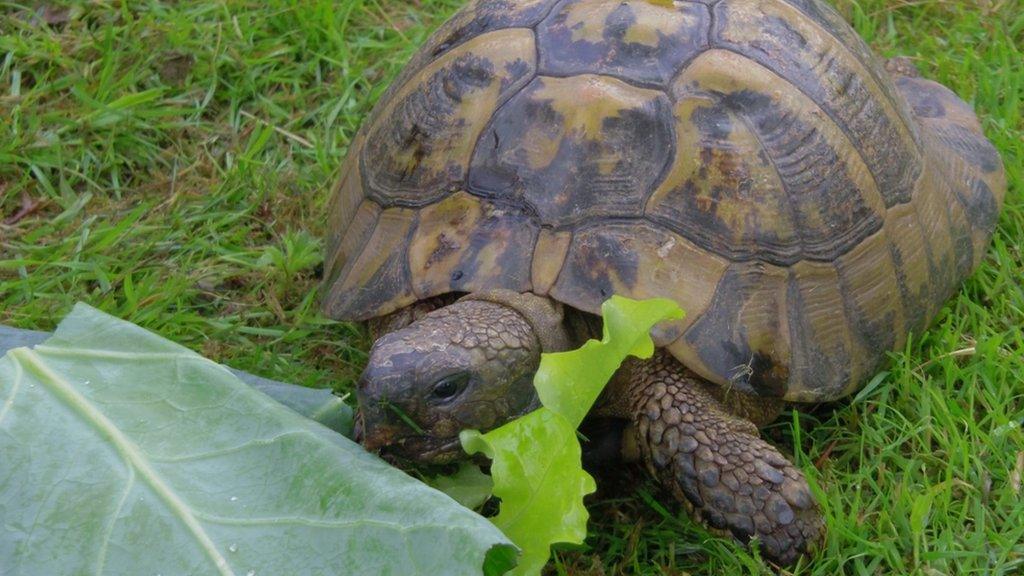 Tortoise